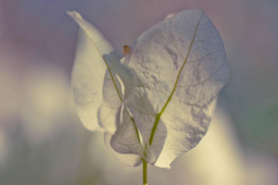 Bougainvillea Angel - Before processing with textures overlays in Photoshop