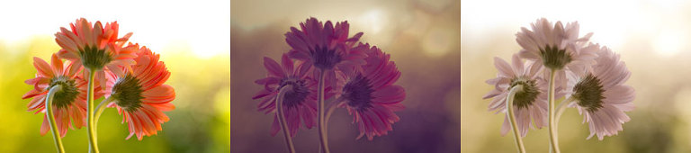 Effects of Lightroom Presets: Dandelion, AtLast, Dreamy