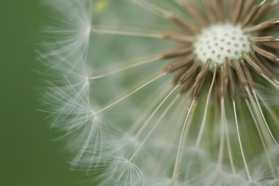 Dandelion - A close-up photo of a dandelion