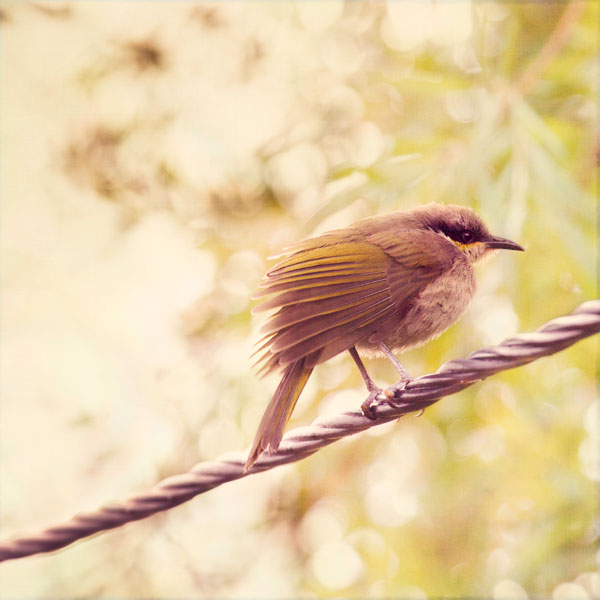 Bird On A Wire - After processing with digital textures