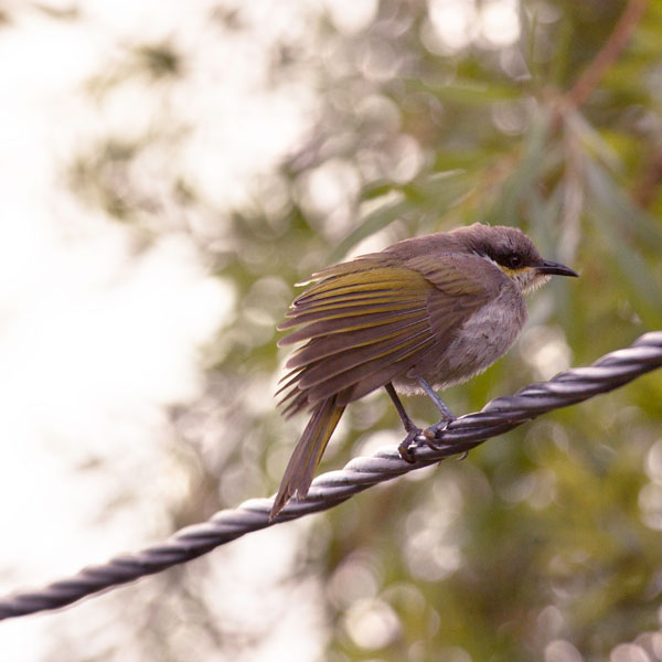 Bird On A Wire - Before processing