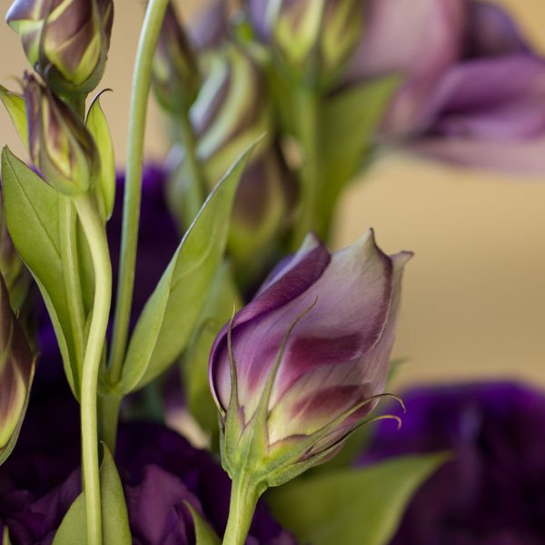 Lovely Lisianthus - Before processing with digital textures