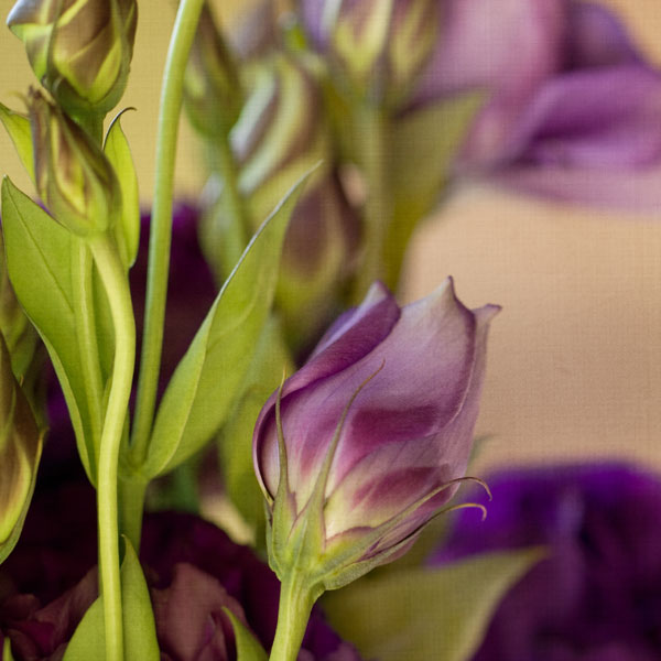 Lovely Lisianthus - After processing with digital textures