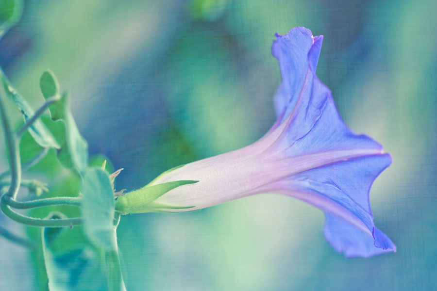 Morning Glory - After processing with textures overlays in Photoshop