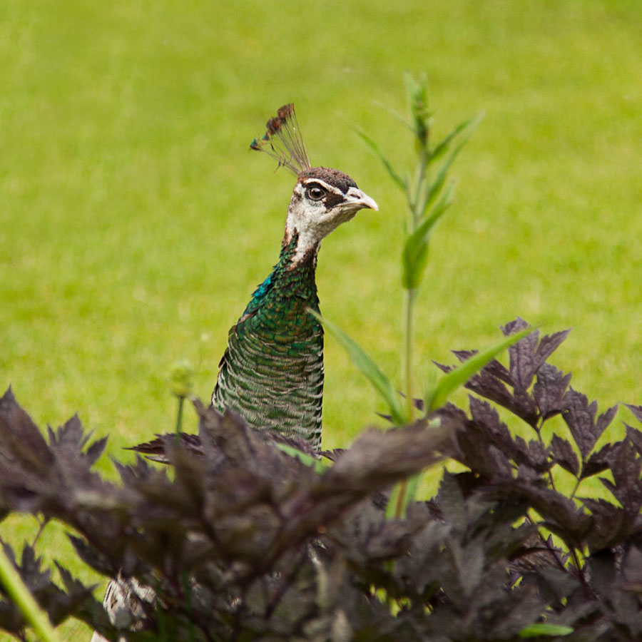 Peahen 1