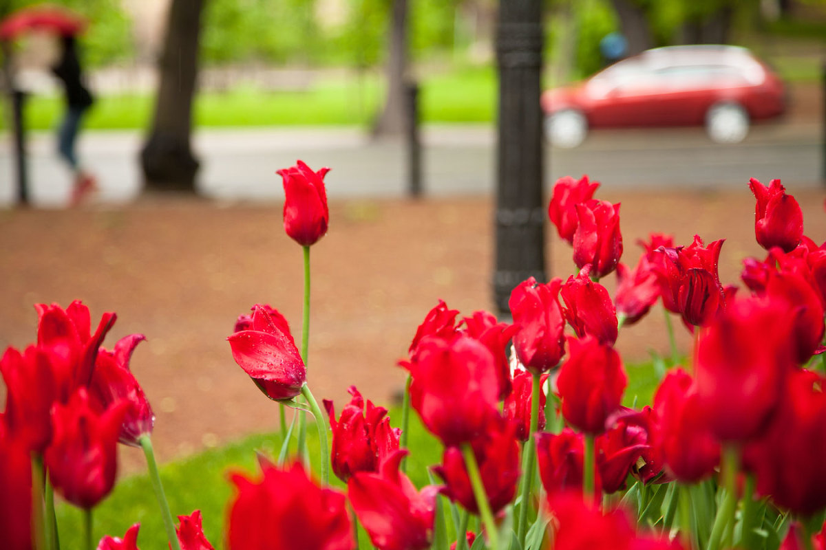 Tulips in Turku