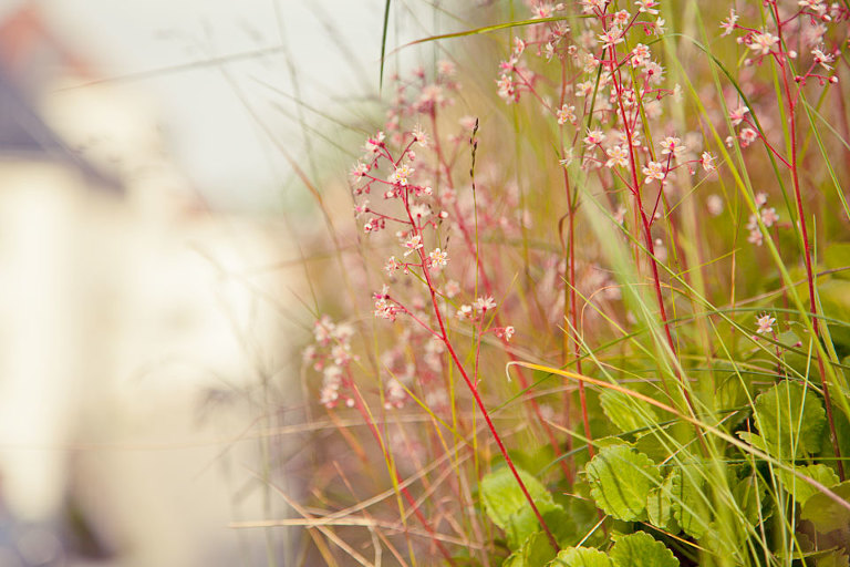 Wall Flowers