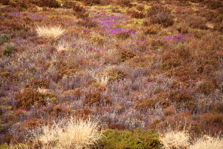 Carpet of Native Australian wildflowers, Lake Raeside