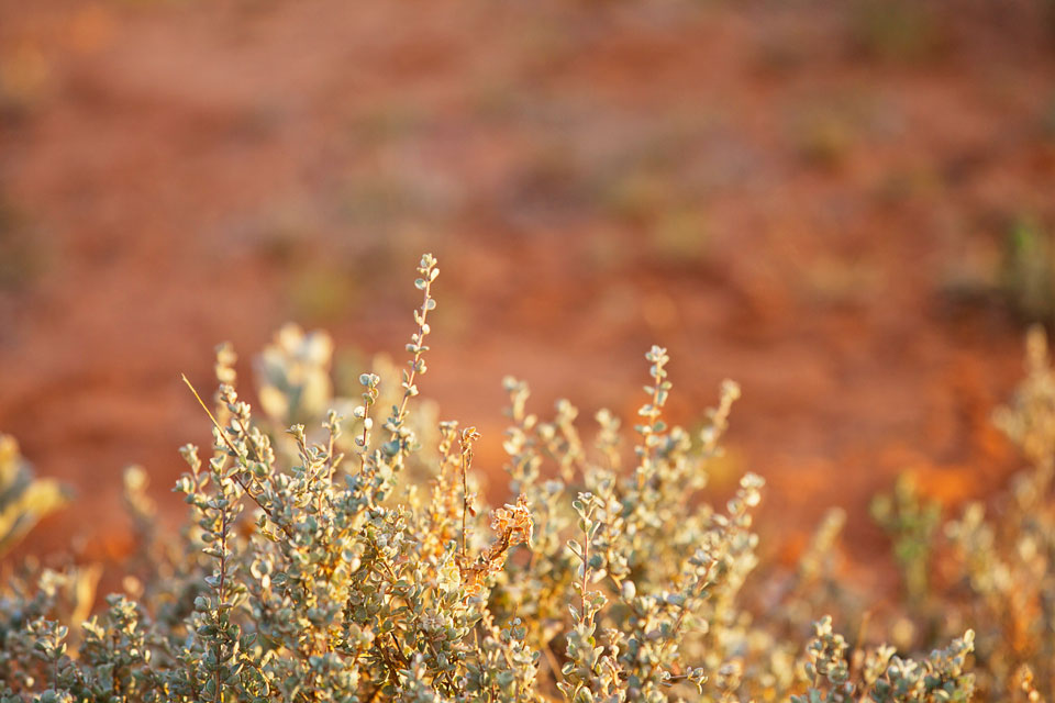 Delicate Plant, Lake Ballard