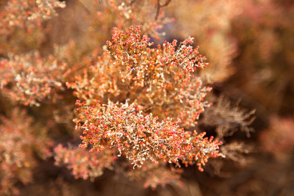 Samphire, Lake Ballard. Native Australian wildflower, flora