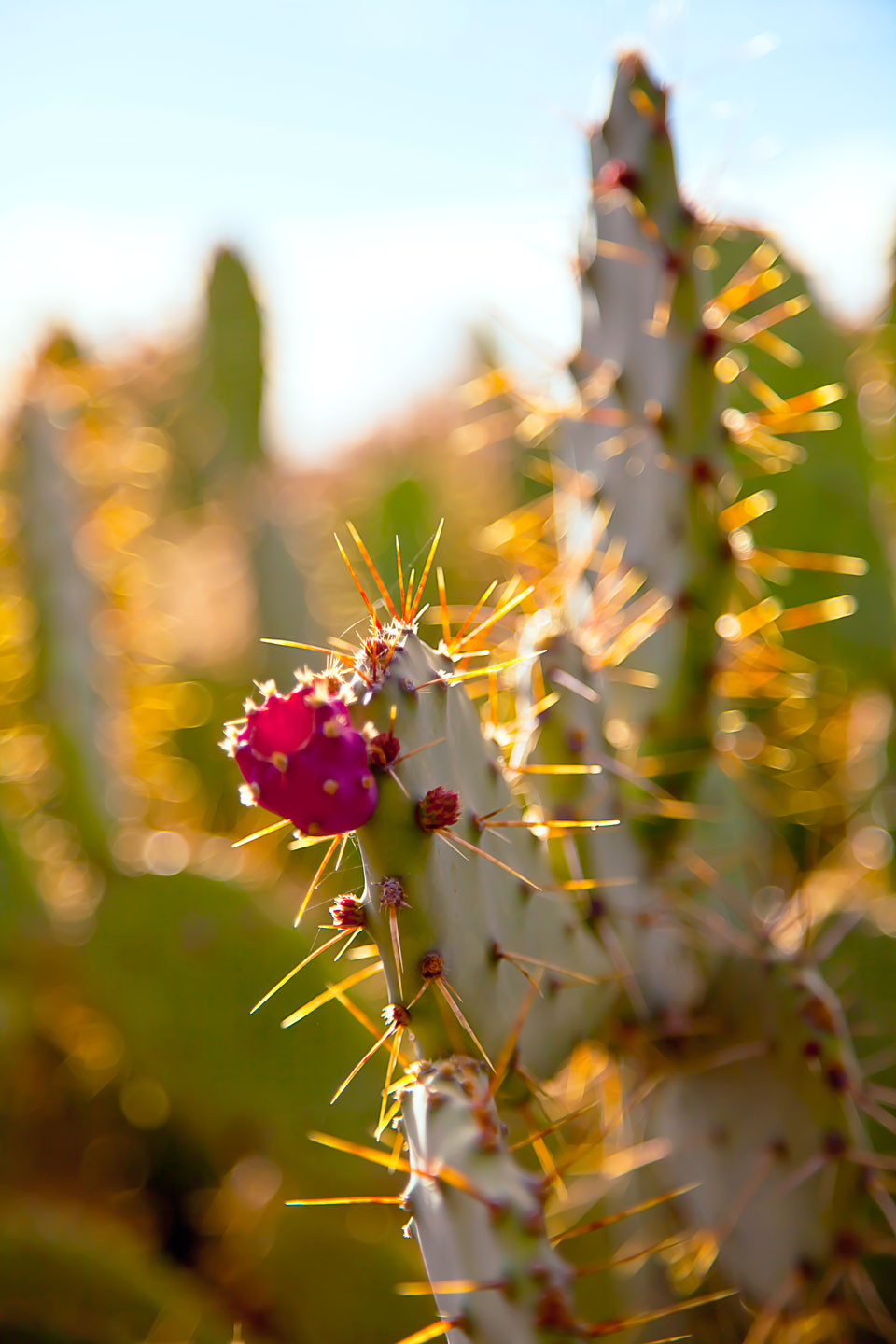 Prickly Pear, cactus flower