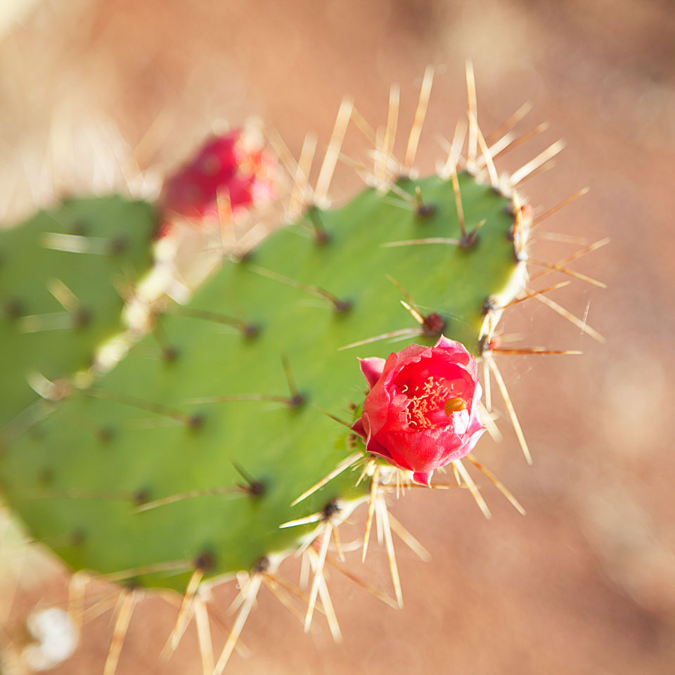 Prickly Pear Cactus Flower