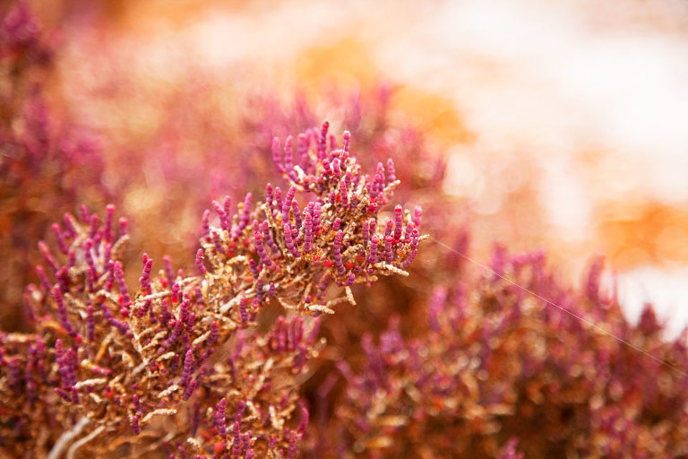 Samphire Native Australian wildflower