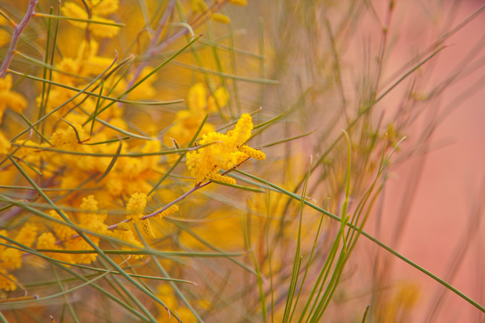 Native Australian wildflower; wattle; golden yellow against red dust