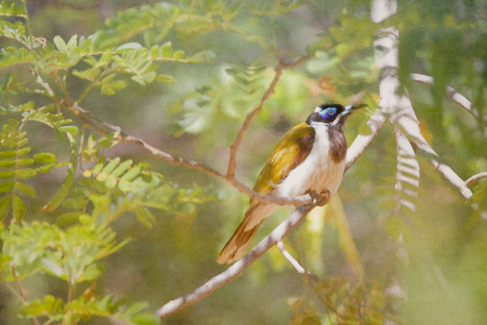 Blue Faced Honeyeater in Tree