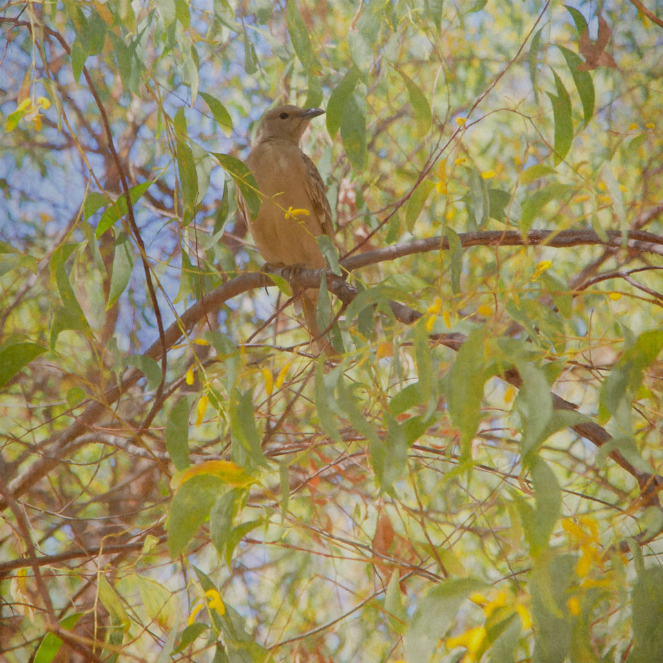 Bower Bird