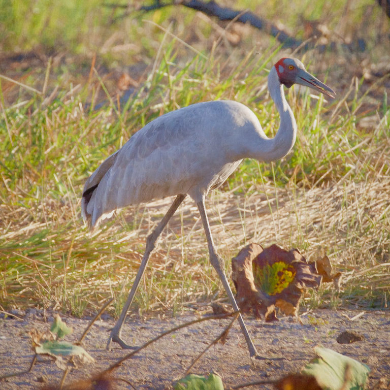 Brolga & Insect