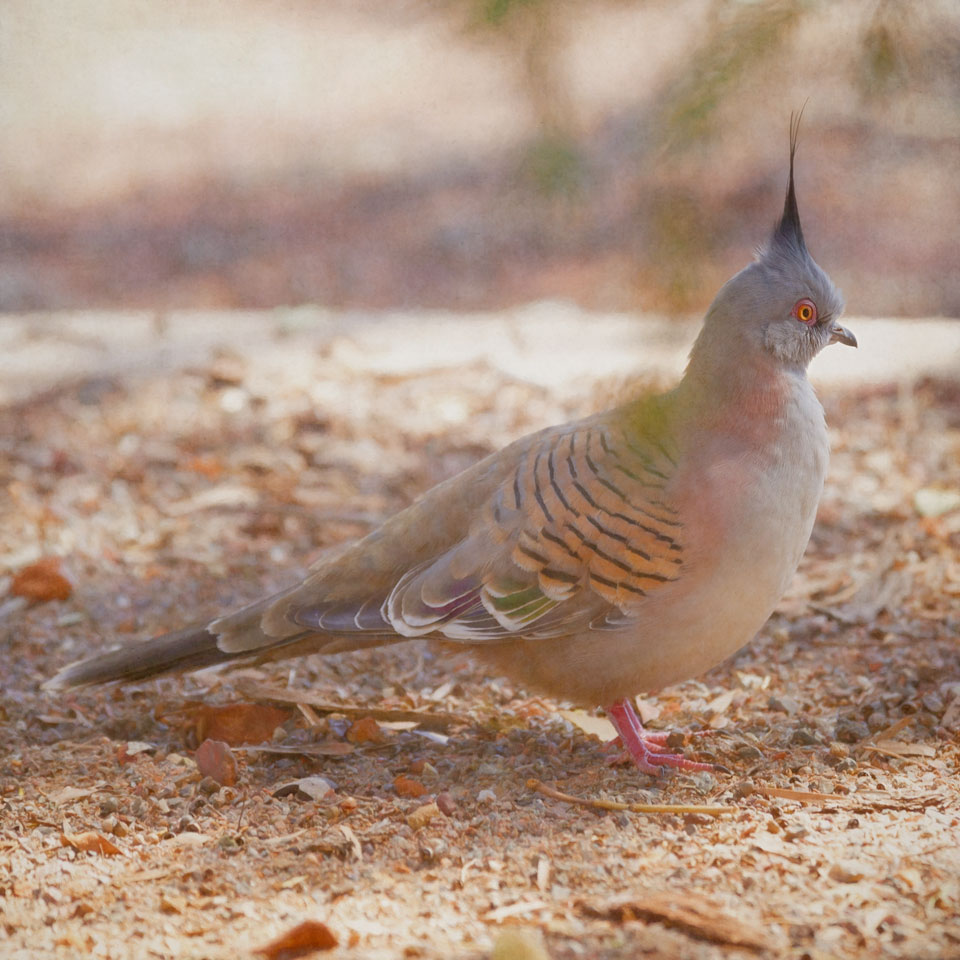 Crested Pigeon (Ocyphaps lophotes)