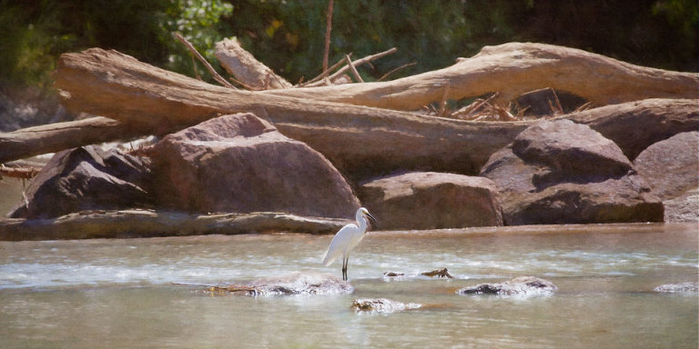 Egret on Cahills Crossing