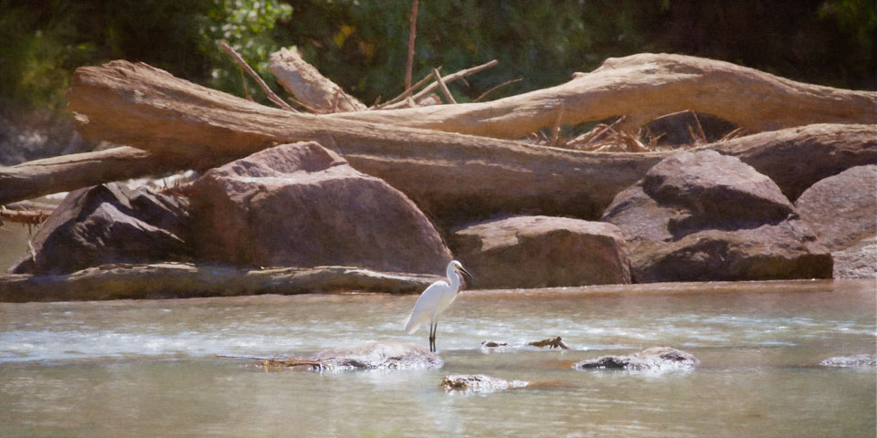 Egret on Cahills Crossing