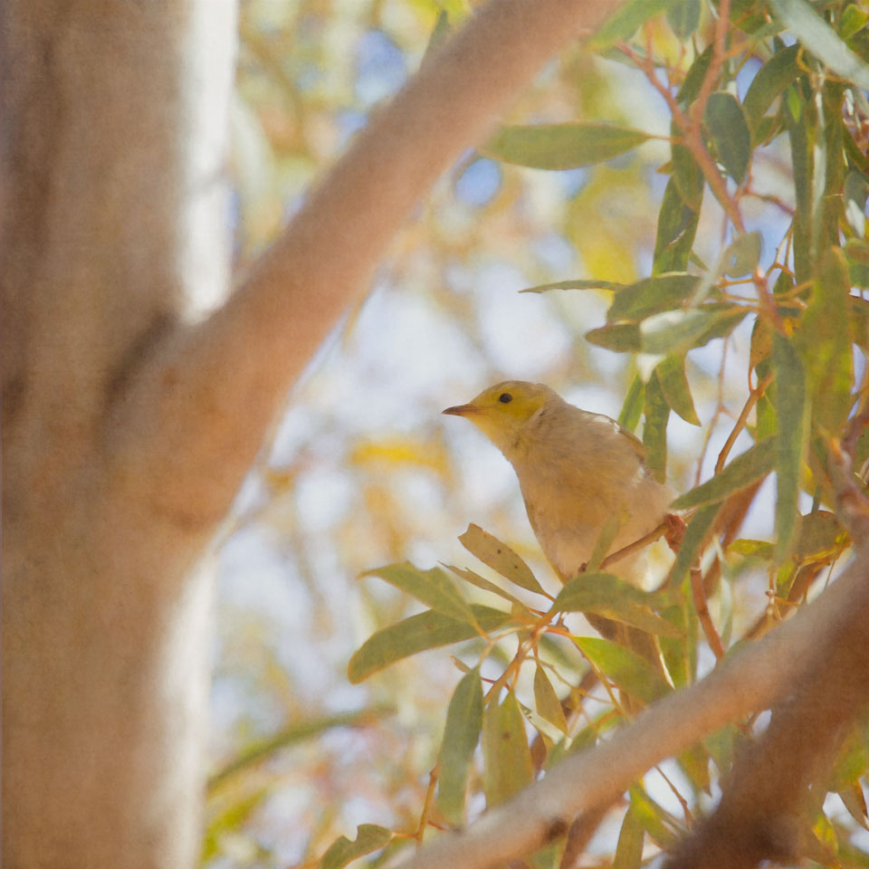 Grey Honeyeater