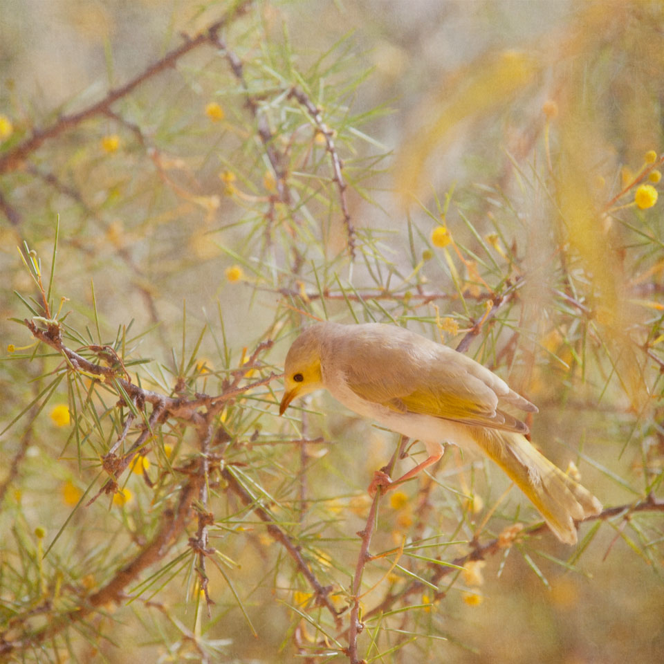 Grey Honeyeater and Wattle