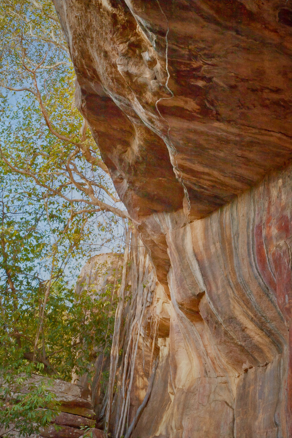 Rock Face & Roots