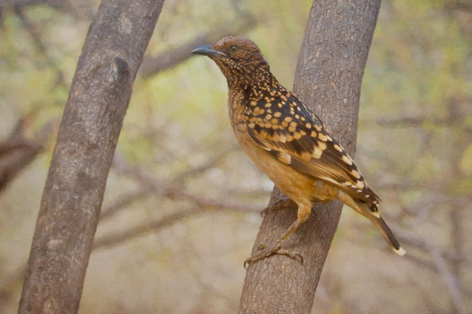 Western Bowerbird