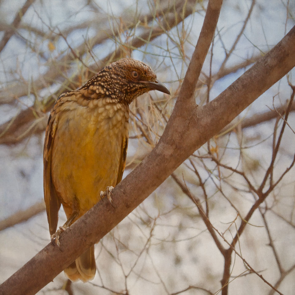 Western Bowerbird on Branch