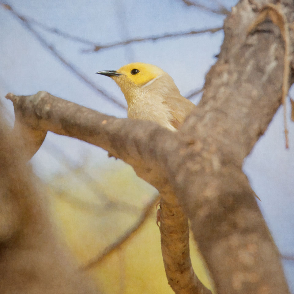 White Plumed Honeyeater (Lichenostomus penicillatus)