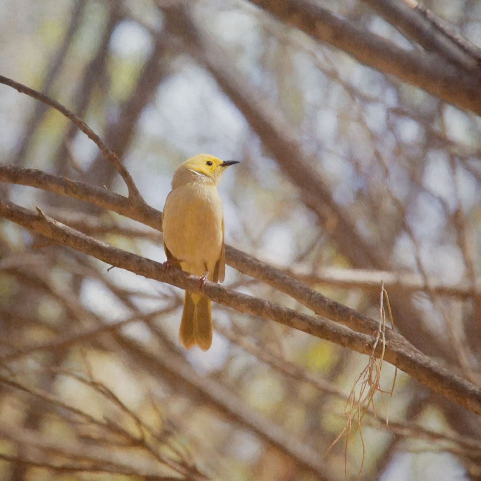 White Plumed Honeyeater (Lichenostomus penicillatus) Bokeh