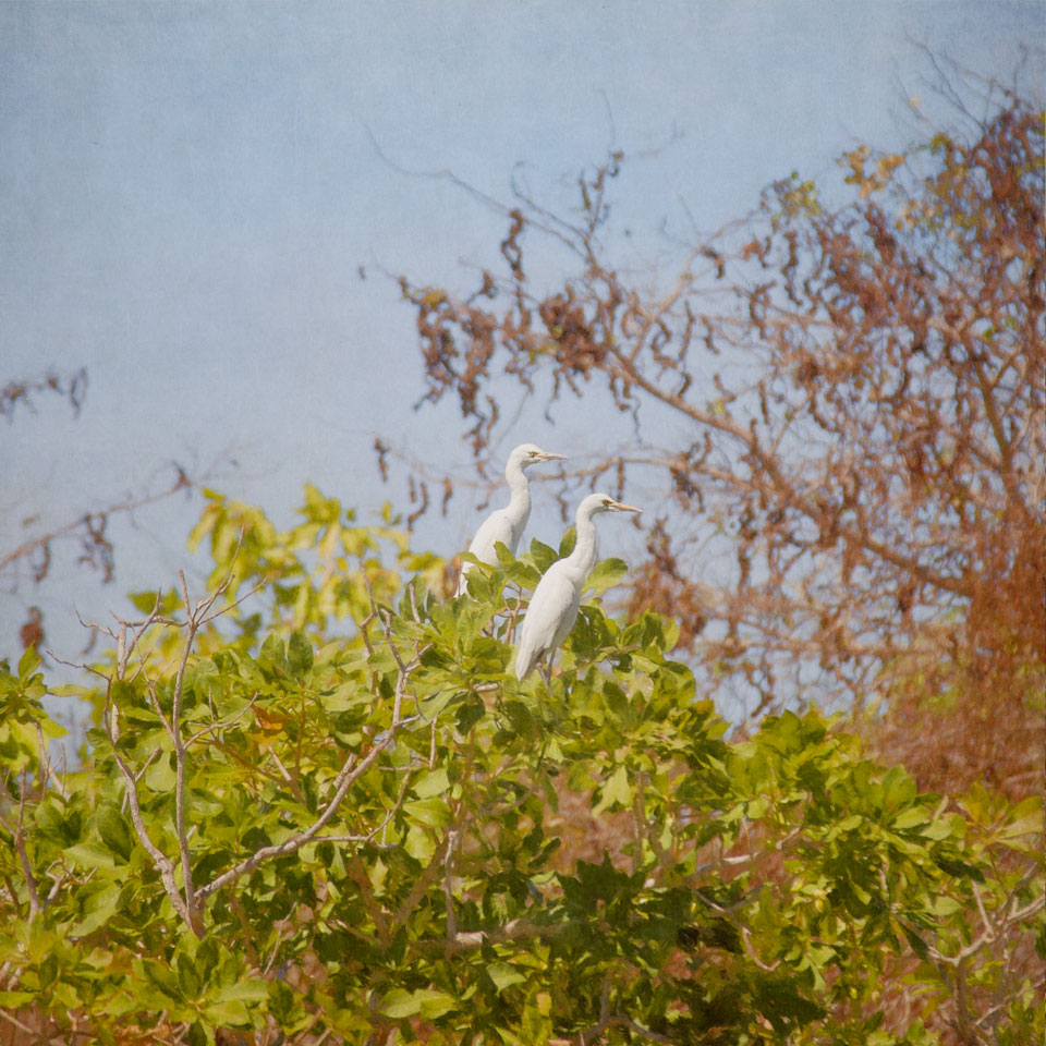 Two Egrets