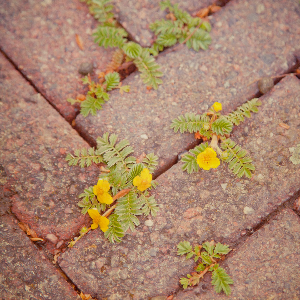 Buttercups flowering in paving