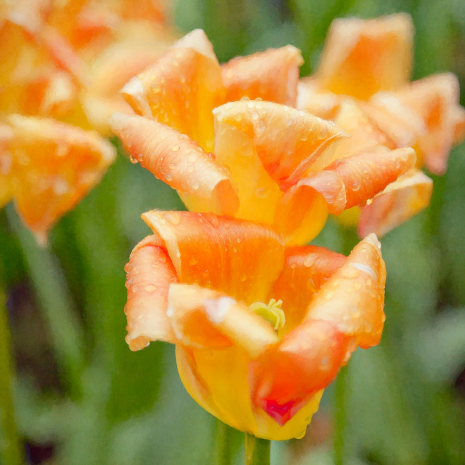 Raindrops on tulips