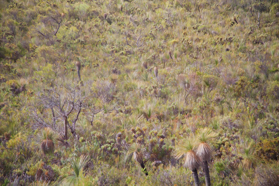 Densely textured view of a hillside covered in grass trees and other plants