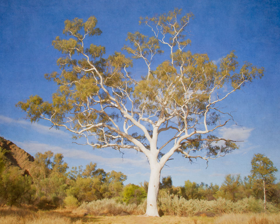 Largest Ghost Gum in Australia