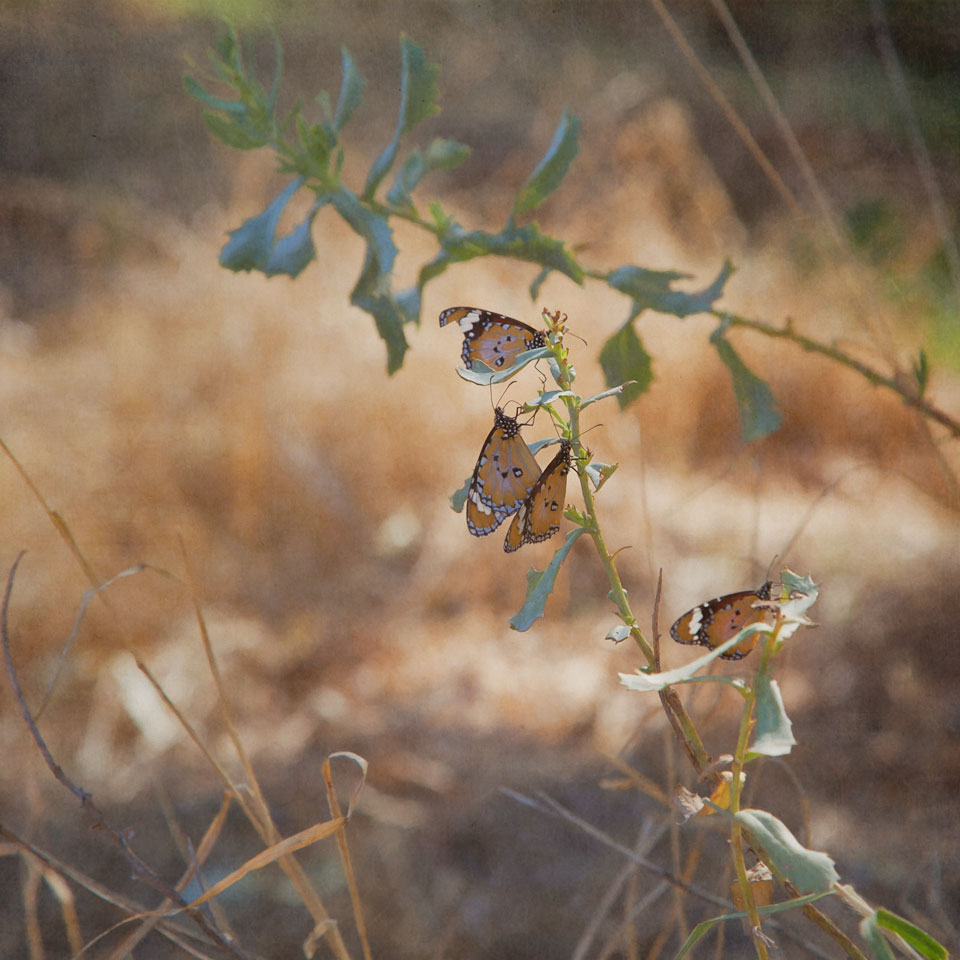 Lesser Wanderer at Emily Gap