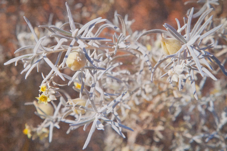 Ricinocarpos Velutinus