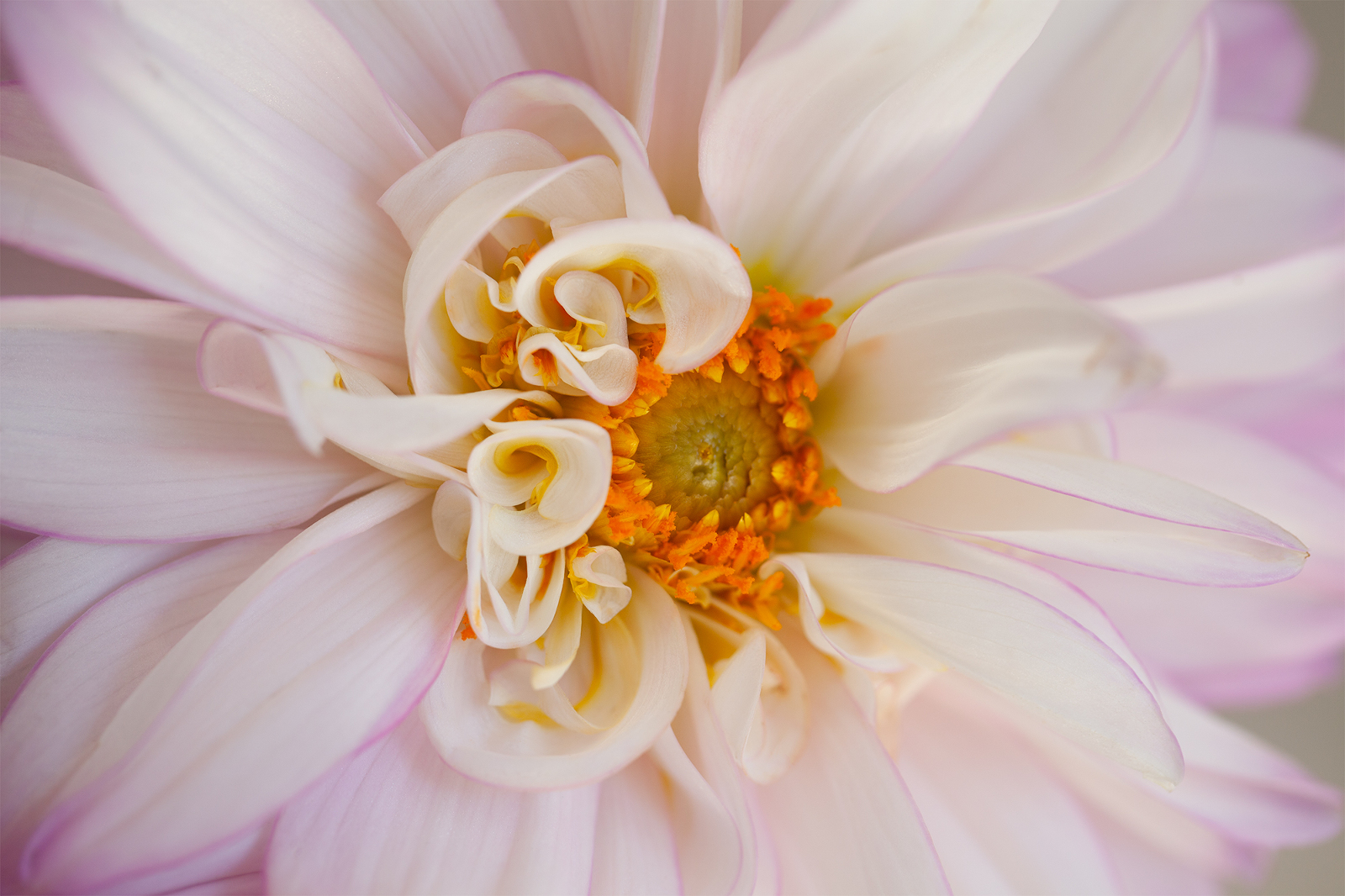 Dahlia flower