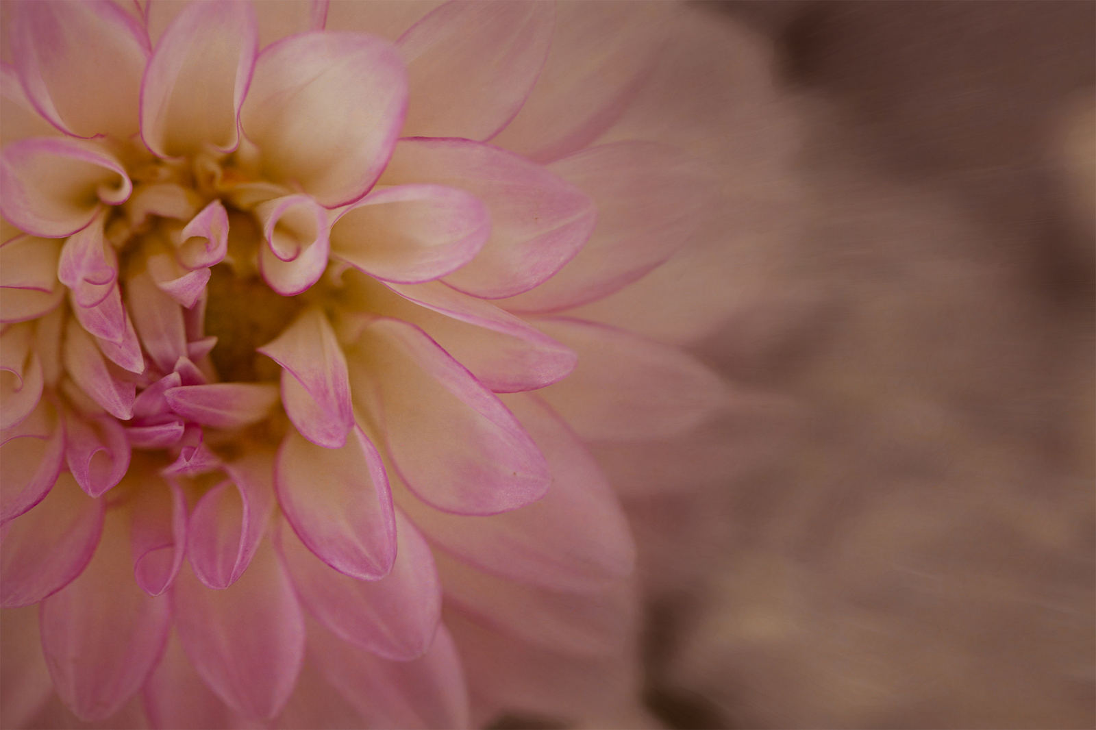 Image of a pink chrysanthemum after processing with textures